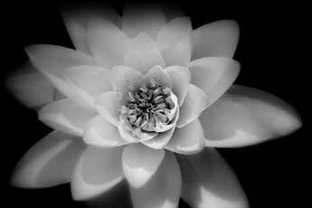 lotus flower